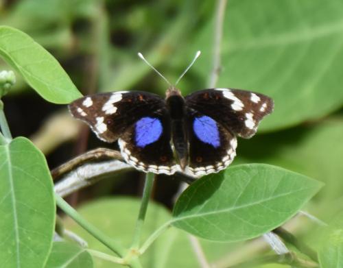 Junonia oenone