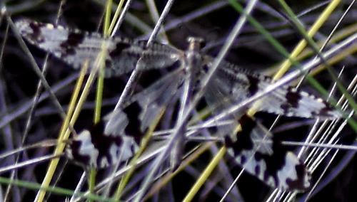 Palpares insularis