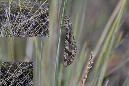 Palpares insularis