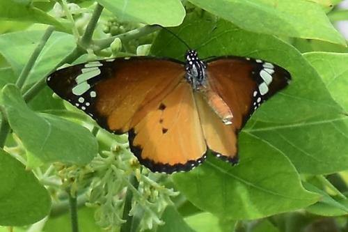 Réf. 203 496 : Danaus chrysippus