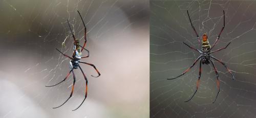 Trichonephila inaurata