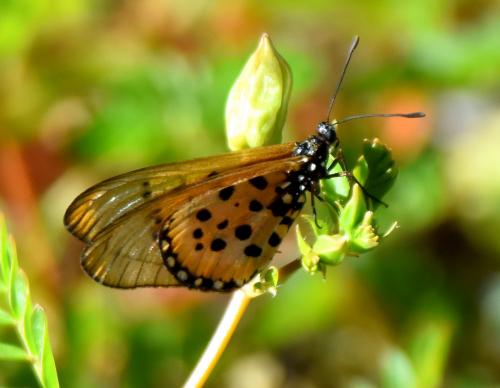 Réf. 203 752 : Acraea neobule