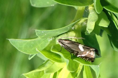Grapholita orobana