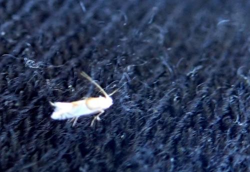 Phyllonorycter roboris