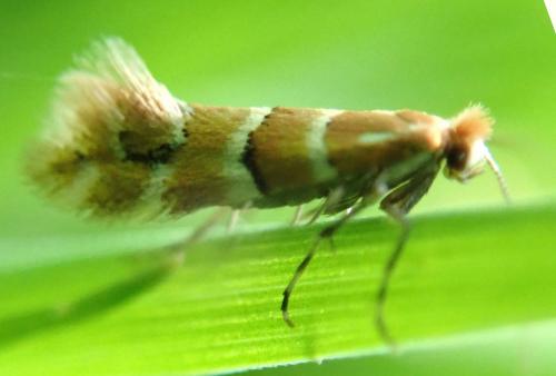 Réf. 203 439 : Phyllonorycter emberizaepenella