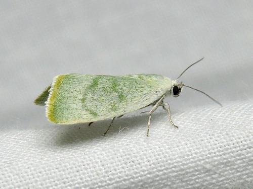 Earias vernana