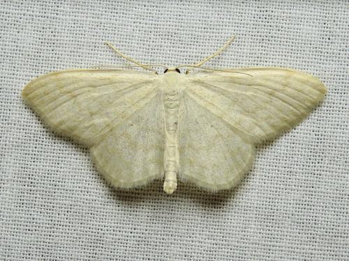 Réf. 203 970 : Scopula floslactata