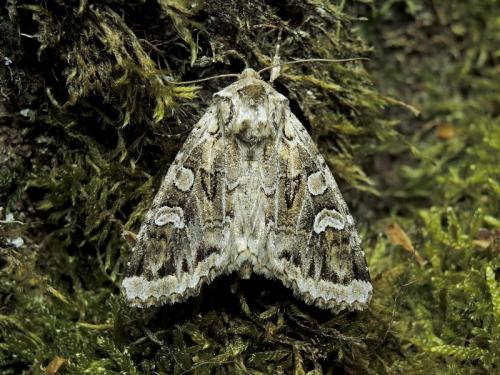 Réf. 203 881 : Pachetra sagittigera