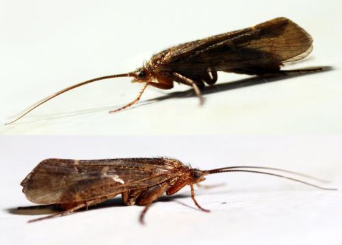 Réf. 203 852 : Limnephilus sp.