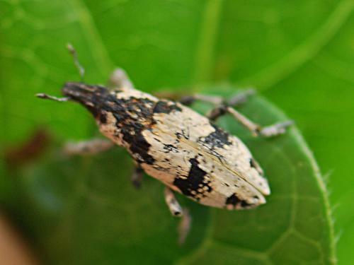 Bothynoderes affinis