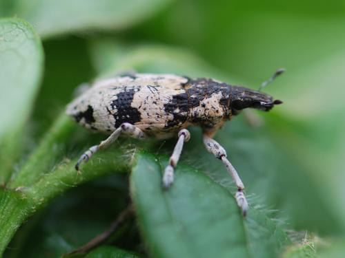 Bothynoderes affinis