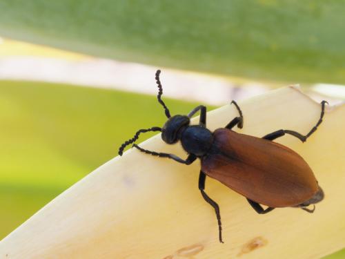Lydus tarsalis