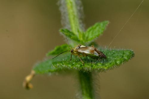 Réf. 203 514 : Lygus sp.