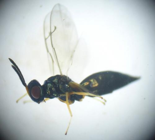 Réf. 203 876 : Plutothrix acuminata