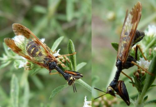 Réf. 203 987 : Mantispa sp.