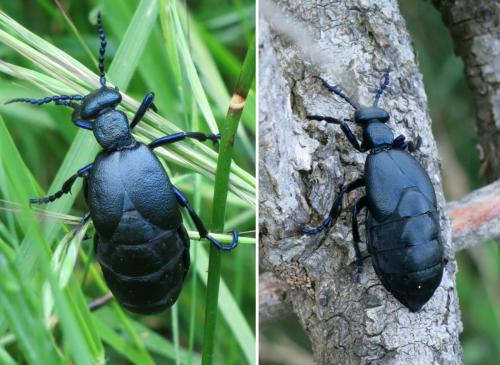 Réf. 203 274 : Meloe proscarabaeus