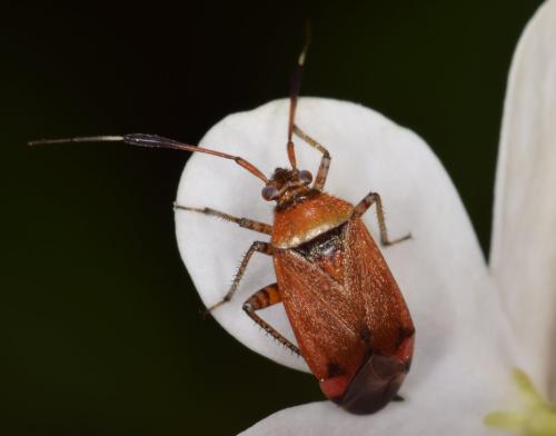 Réf. 203 690 : Closterotomus reuteri