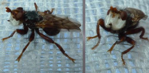 Myopa testacea