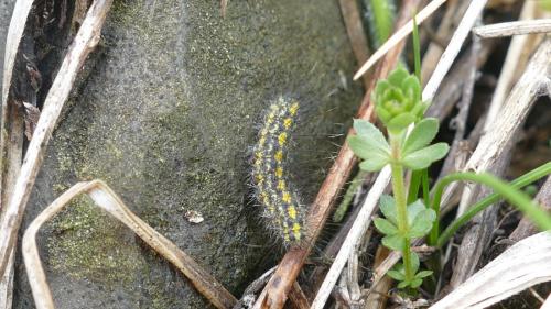 Setina flavicans