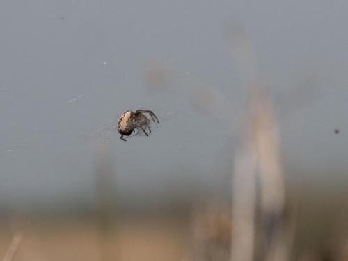 Larinioides sp.