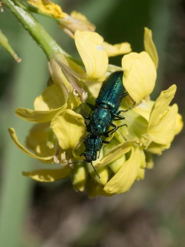 Réf. 203 023 : Psilothrix viridicoerulea