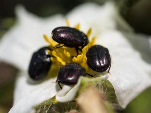 Réf. 203 742 : Orphilus sp.