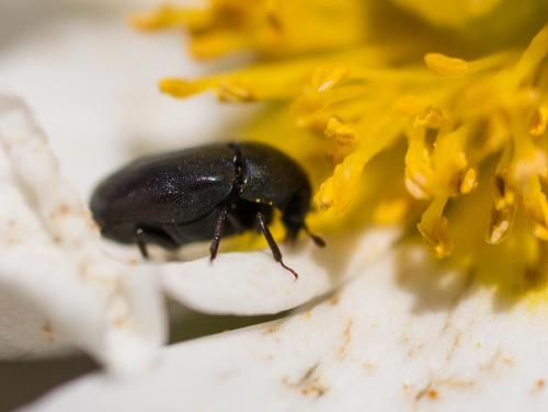 Réf. 203 743 : Orphilus sp.