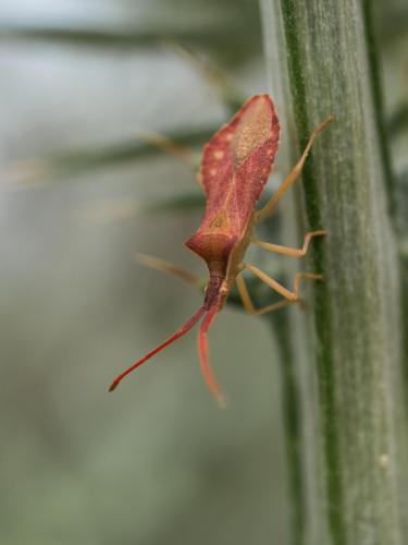 Réf. 203 454 : Haploprocta sulcicornis