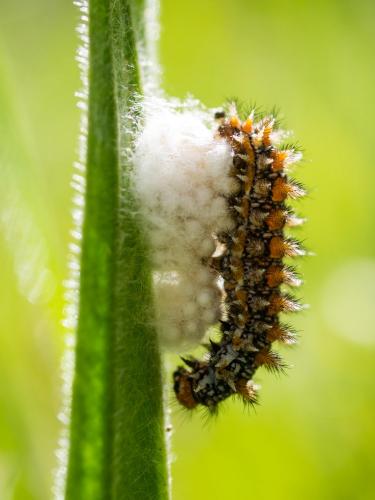 Melitaea didyma