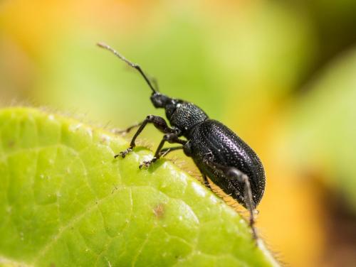 Réf. 203 518 : Otiorhynchus meridionalis