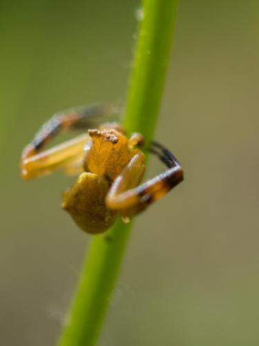 Réf. 203 592 : Thomisus onustus