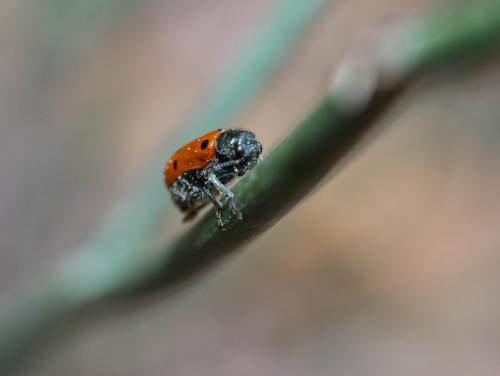 Lachnaia tristigma