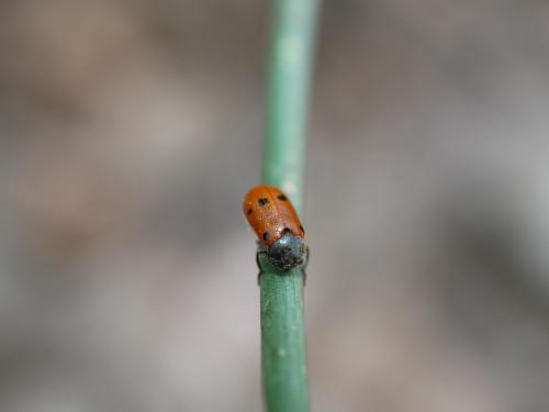 Lachnaia tristigma
