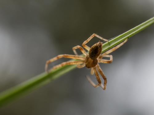 Philodromus sp.