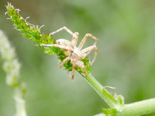 Philodromus sp.
