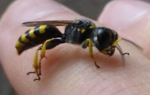 Ectemnius sp.
