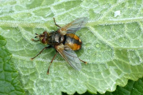 Tachina fera