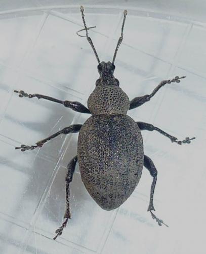 Réf. 203 594 : Otiorhynchus ligustici