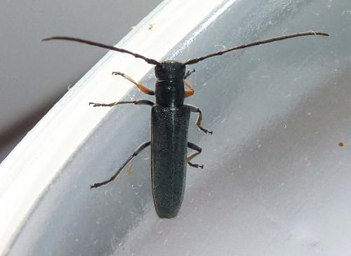 Phytoecia cylindrica