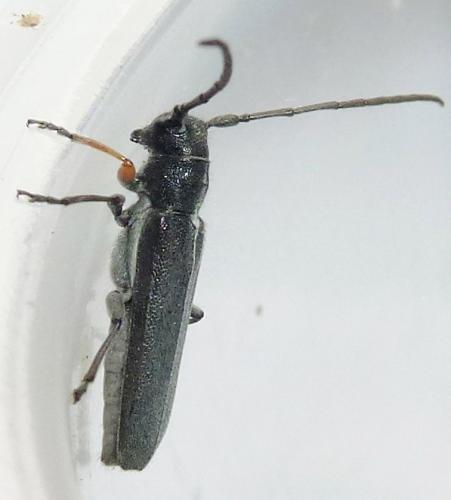 Phytoecia cylindrica