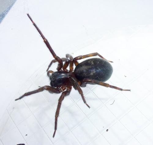 Réf. 203 691 : Amaurobius ferox