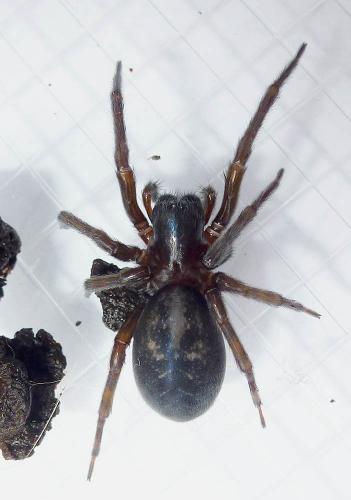 Réf. 203 692 : Amaurobius ferox