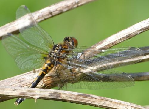 Réf. 203 765 : Leucorrhinia caudalis