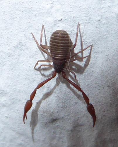 Chelifer cancroides
