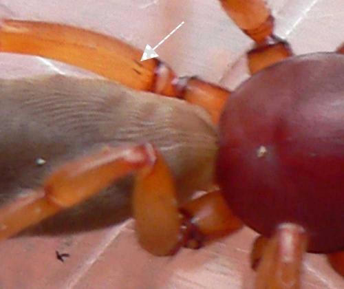 Dysdera crocata