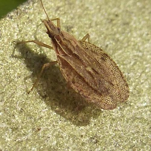 Cantacader quadricornis