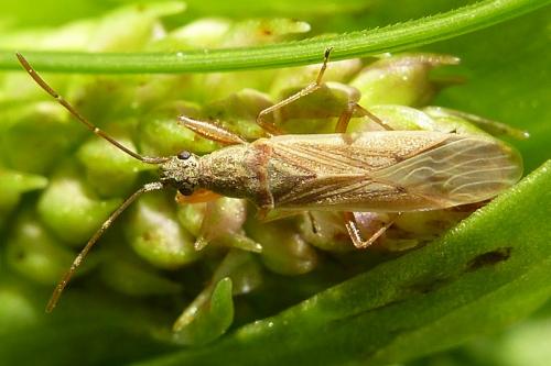Réf. 203 260 : Paromius gracilis