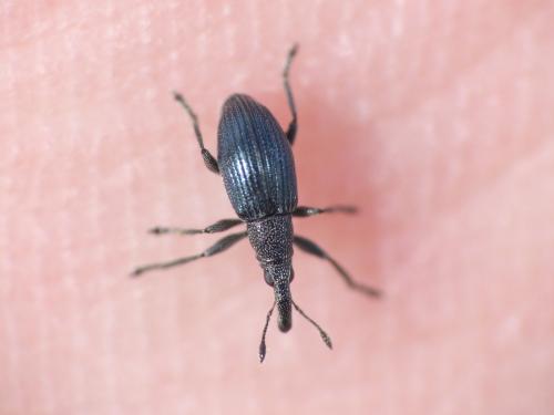 Aspidapion sp.