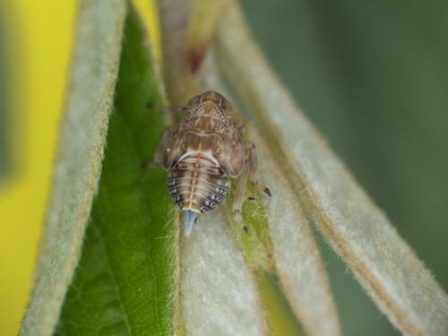 Réf. 203 995 : Issus sp.