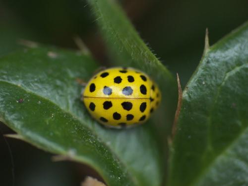 Psyllobora vigintiduopunctata